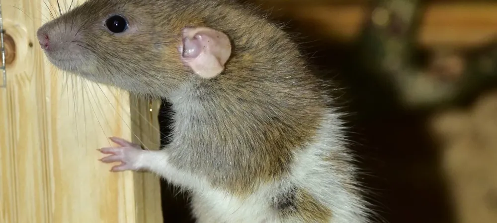 Mice in Attic? Stop Them Nesting with Rodent Control Tips