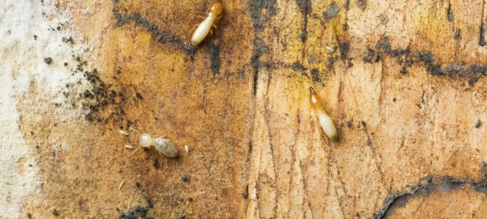 termites on wood