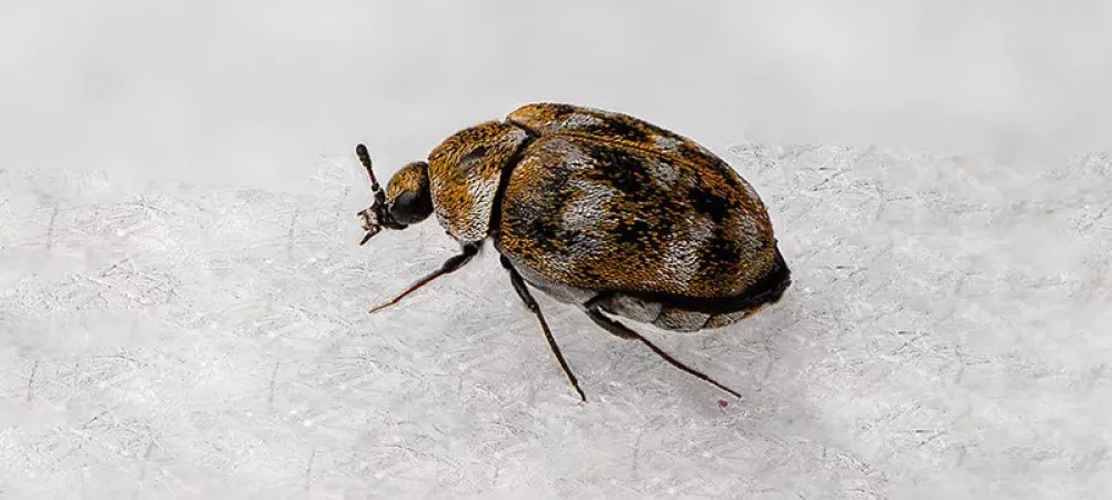 carpet beetle on fabric