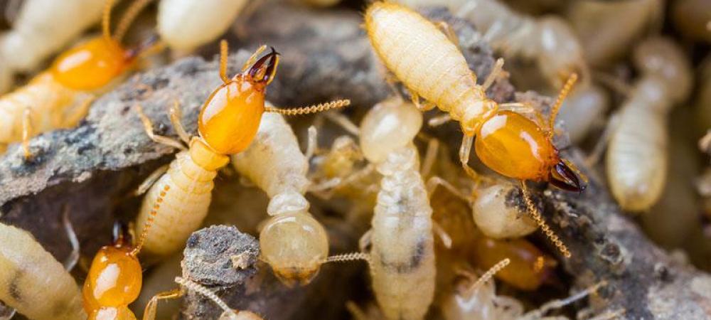 termites on the wood