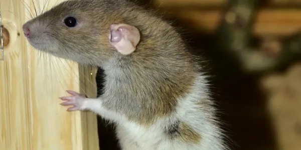 rodent looking from inside an attic