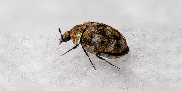 carpet beetle on fabric